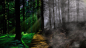 Storytelling para Iluminar el Bosque de la Vida